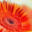 18331_news - Gatchinka.Ru