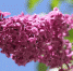 lilac-140200_640 - Гатчинская правда