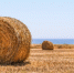 hay-bales-2486642_640 - Гатчинская правда