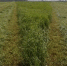 153743946623_vds_0627 - Gatchinka.Ru