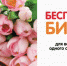 Ко Дню Победы – бесплатные билеты на самолет - Гатчинская правда