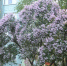 Стартует конкурс «Сиреневая Гатчина» - Гатчинский район