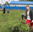 Сорнякам здесь не место2 - Gatchinka.Ru