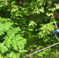 Meriya_Yaroslavlya_poprosila_sobstvennikov_borotsya_s_borshchevikom_u_individualnyh_jilyh_domov - Gatchinka.Ru