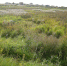 Земля в Пудомягах: какая категория? - Гатчинская служба новостей