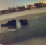 В Петербурге полицейский спас из полыньи трехлетнюю девочку (видео) - Gatchina.Life