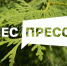 Ленинградских блогеров и журналистов ждут на «лесном» конкурсе - Гатчинская правда