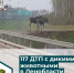 Будьте внимательны: животные на дорогах! - Гатчинская служба новостей