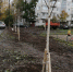 В Гатчине завершены посадки кустарников и деревьев - Гатчинская служба новостей