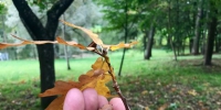 Погода в Гатчине в последний день осени - Гатчинская служба новостей