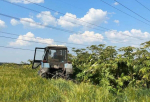 Борьба с борщевиком в Новом Свете ведётся