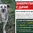 Забери питомца с дачи - Гатчинская служба новостей