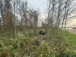 Водитель иномарки погиб в Гатчинском округе