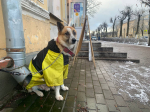 Зима пришла в Гатчину с заморозками и гололедицей