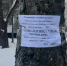 Солнечный переулок избавят от сухих деревьев - Гатчинская служба новостей