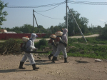 Единую службу борьбы с борщевиком создадут в Ленобласти